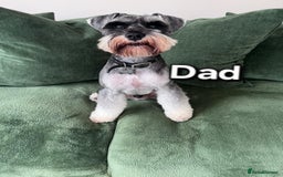 Miniature Schnauzer dogs for sale: Miniature Schnauzer Puppies - Image 5