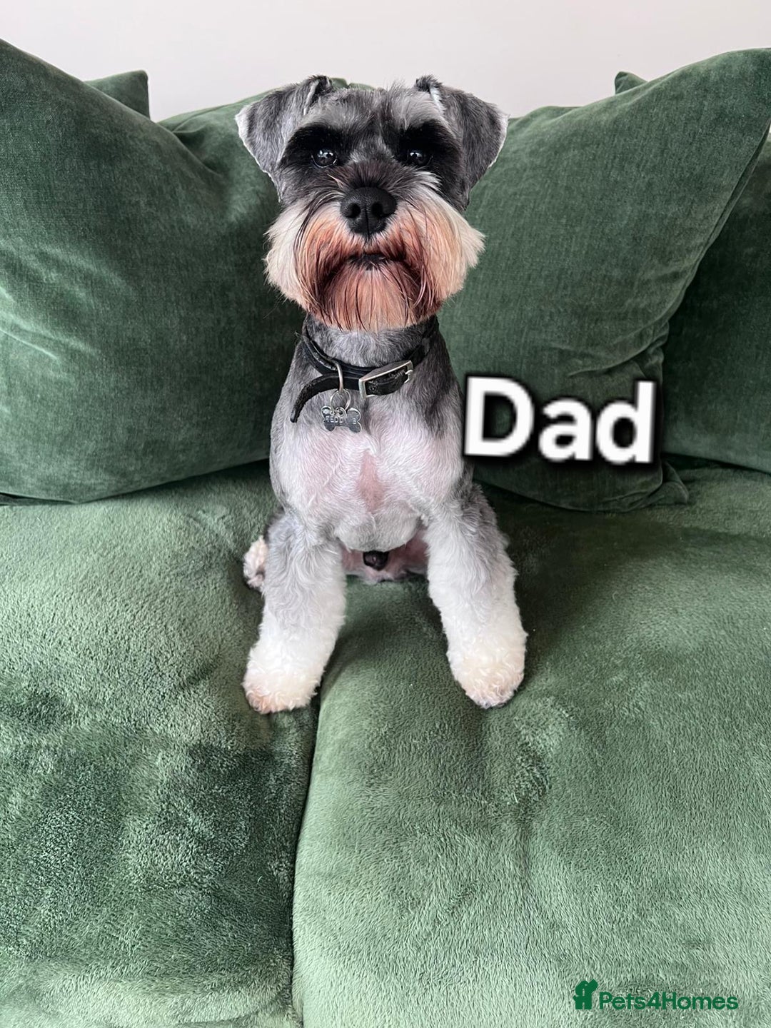 Miniature Schnauzer dogs for sale: Miniature Schnauzer Puppies - Image 5