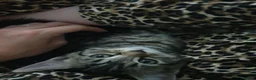 Mixed Breed cats for sale: 1 male and 1 female  - Advert 9