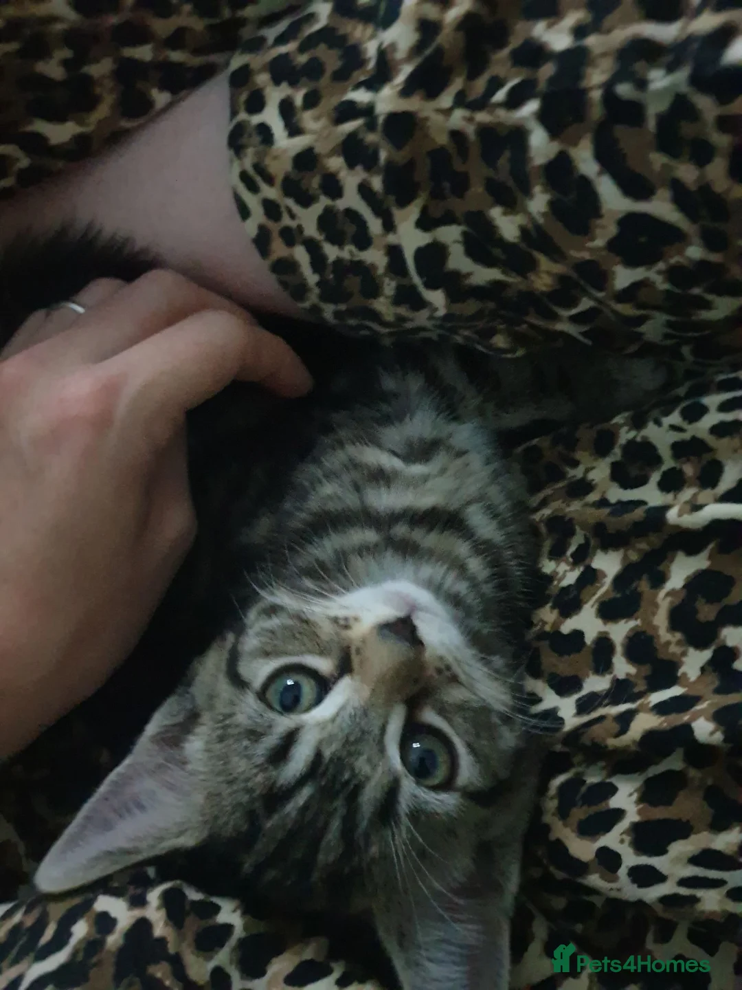 Mixed Breed cats for sale: 1 male and 1 female  - Advert 9