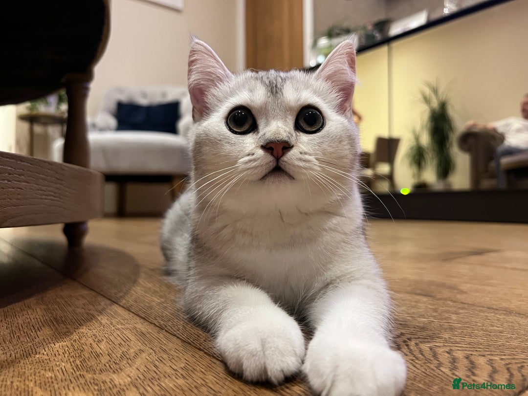Scottish Fold cats for sale: 😻😻😻 Last beautiful girl 😻😻😻 - Image 11