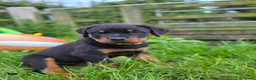 Rottweiler dogs for sale: 🐾KC Rottweiler Puppies– Family Raised – 27th Jun - Advert 3