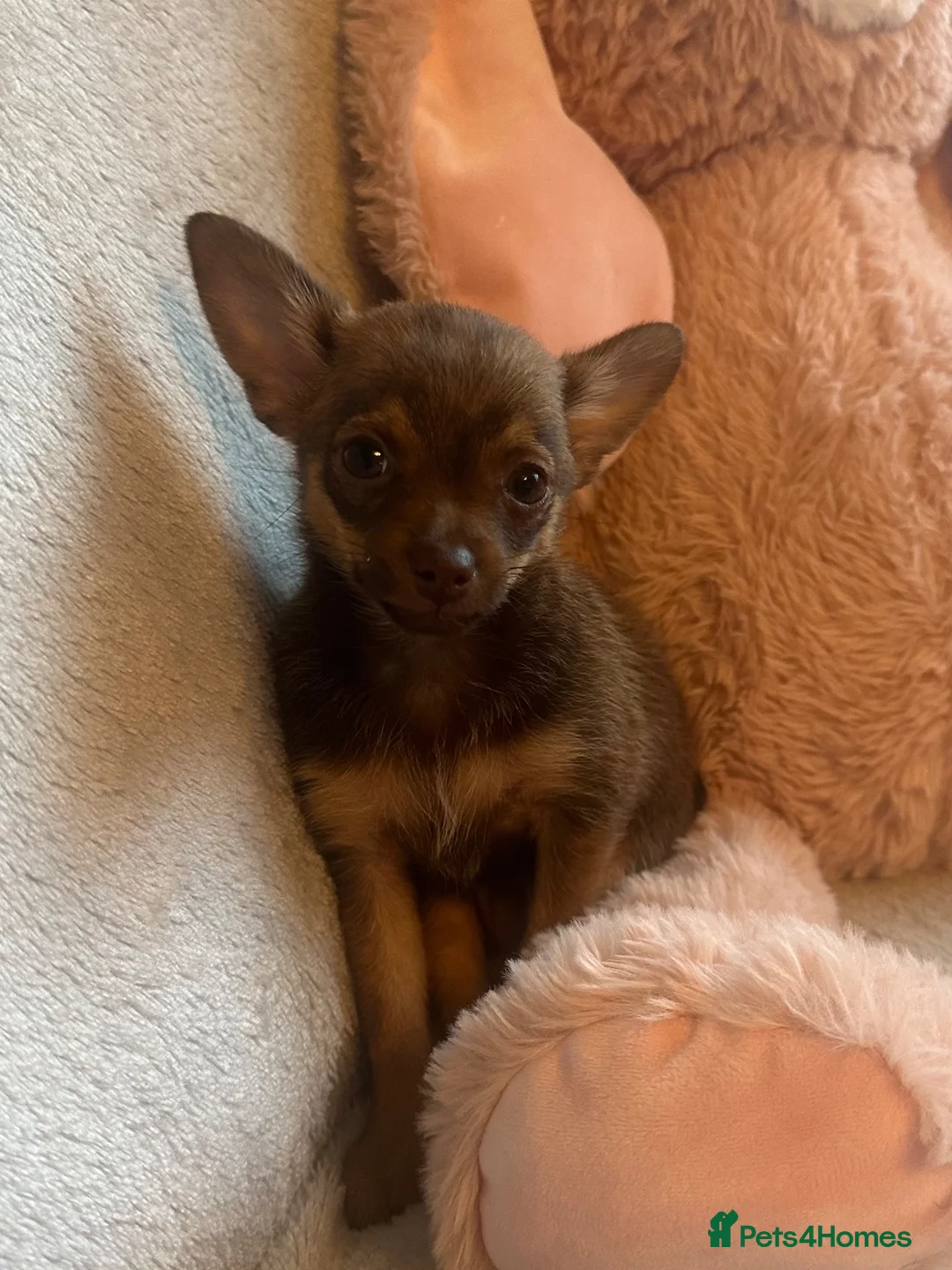 Chihuahua dogs for sale: Chihuahuas  - Advert 2