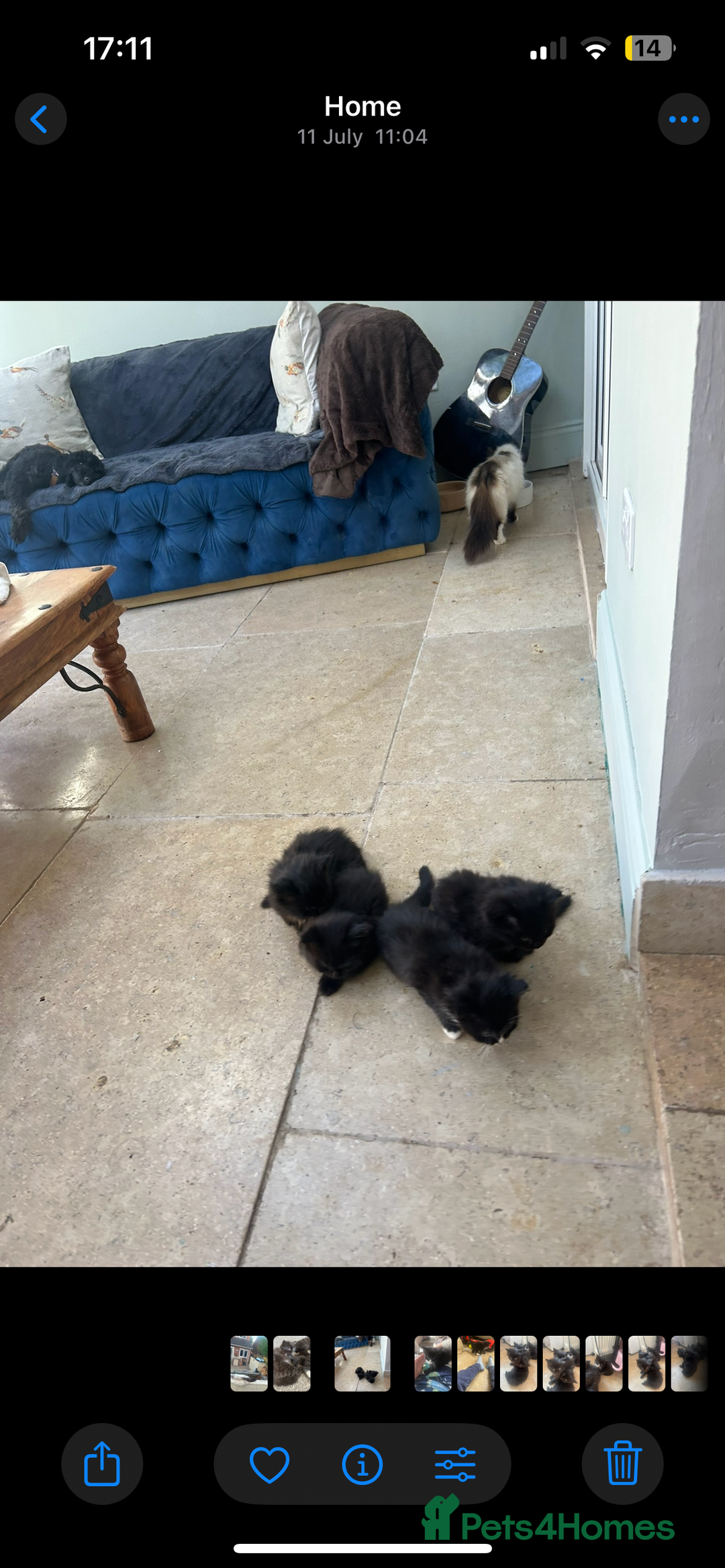Ragdoll cats for sale: Ragdoll X beautiful balls of fluff  - Image 7