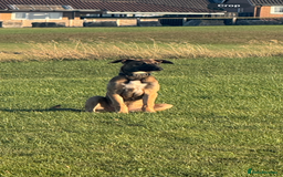 Mixed Breed dogs for sale: belgian malinois x lurcher - Image 5