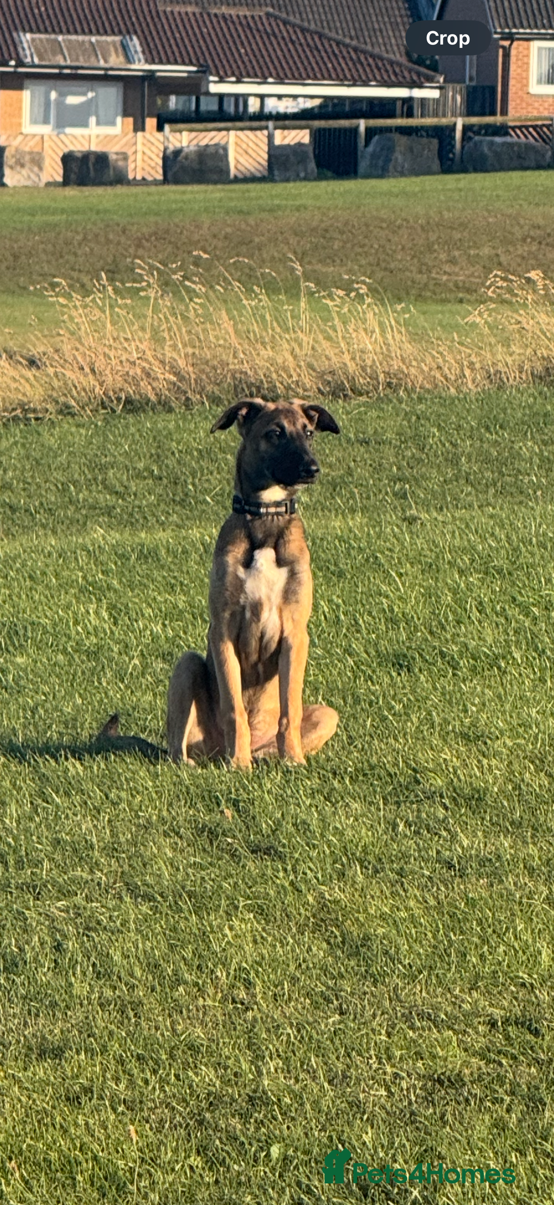 Mixed Breed dogs for sale: belgian malinois x lurcher - Image 5
