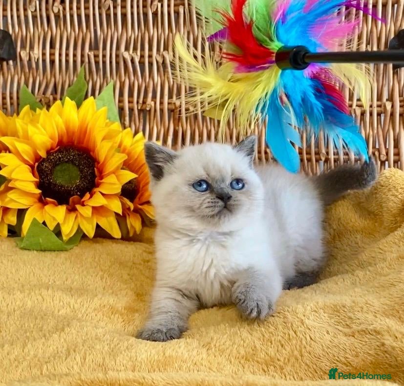 British Shorthair cats RARE SEAL LYNX PURE BRED BSH TEDDY BEARS - Advert 4