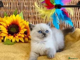 British Shorthair cats RARE SEAL LYNX PURE BRED BSH TEDDY BEARS - Advert 4