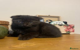 Persian cats for sale: Persian kittens  - Image 4