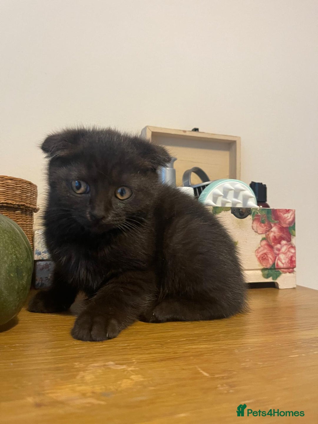 Persian cats for sale: Persian kittens  - Image 4