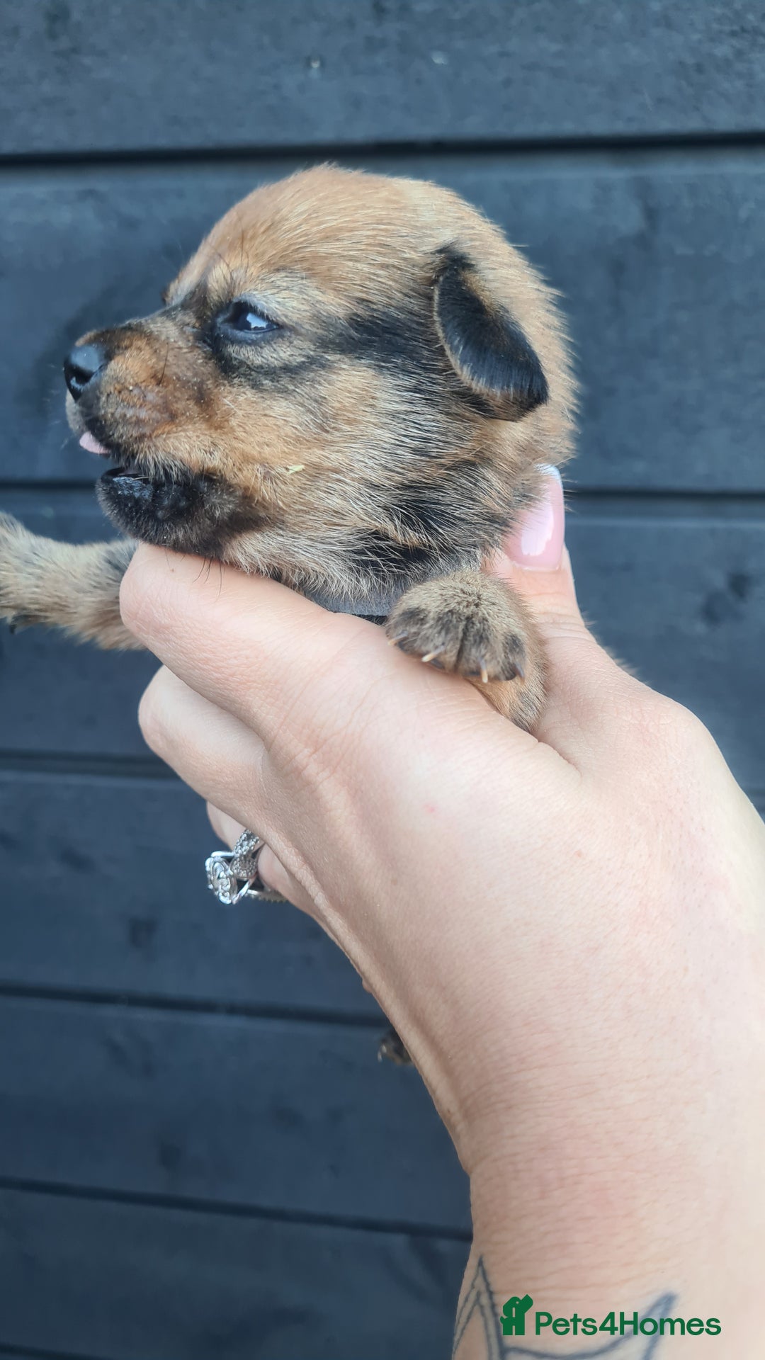 Mixed Breed dogs for sale: Patterjack x daxies pups available  - Advert 25