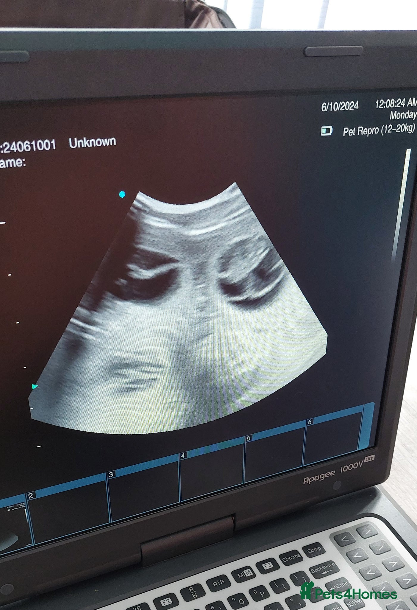 Whippet dogs Wait list now open for Brackenswift Litter - Advert 1