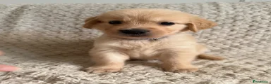 Golden Retriever 2