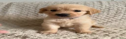 Golden Retriever dogs for sale: Golden Retriever Puppies  in Templecombe - Advert 7