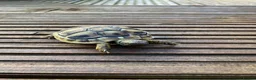 Hermann Tortoise reptiles for sale: Three Hermann’s Tortoises with Complete Setup in Sevenoaks - Advert 3