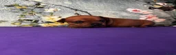 Staffordshire Bull Terrier dogs for sale: 🔥 KC REG RED STAFFY PUPPS–OUTSTANDING QUALITY 🔥 - Advert 9