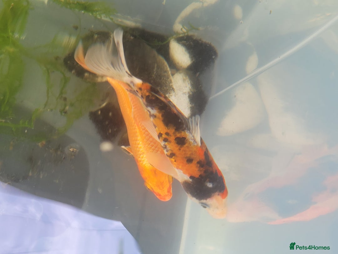 Koi Carp fish for sale: Koi Carp - Image 2
