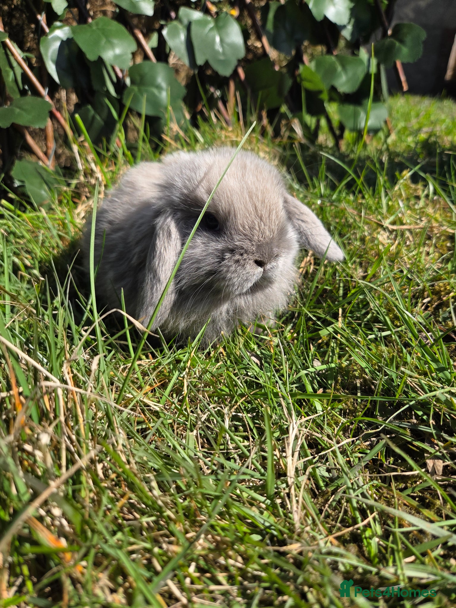 Mini Lop rabbits PURE MINI LOP BUNNIES  - Advert 1