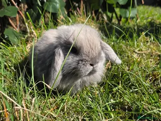 Mini Lop rabbits PURE MINI LOP BUNNIES - Advert 1