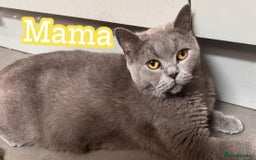 Domestic Shorthair cats for sale: Adopt love  - Image 3