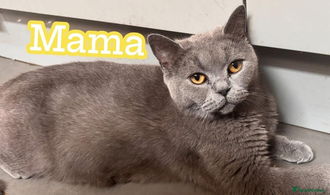 Domestic Shorthair cats for sale: Adopt love  - Image 3