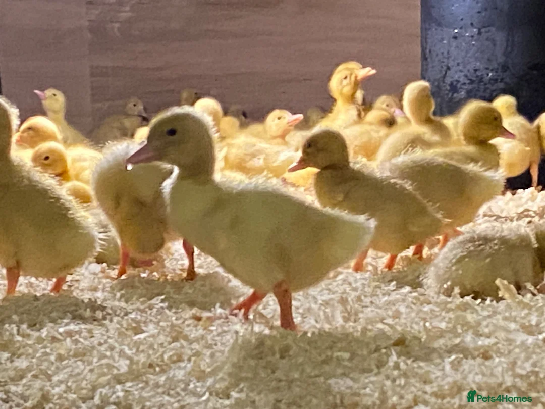 Ducks poultry for sale: As hatched Pekin ducklings in Preston - Advert 2