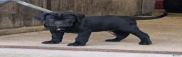 Cane Corso dogs for sale: Cane Corso Irish Kennel club registered  in Enniskillen - Advert 25