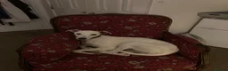 Lurcher dogs for sale: Bedlington Whippet x Greyhound Lurcher Puppies - Advert 7