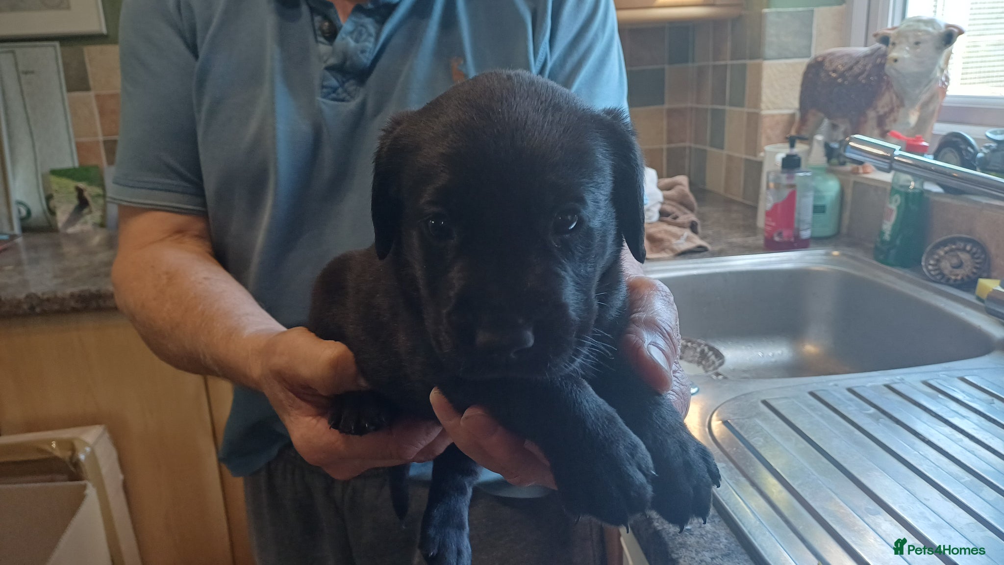 Labrador Retriever dogs BLACK LABRADOR DOG PUPPY FOR SALE  - Advert 13