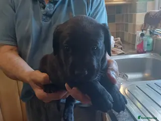 Labrador Retriever dogs BLACK LABRADOR DOG PUPPY FOR SALE - Advert 13