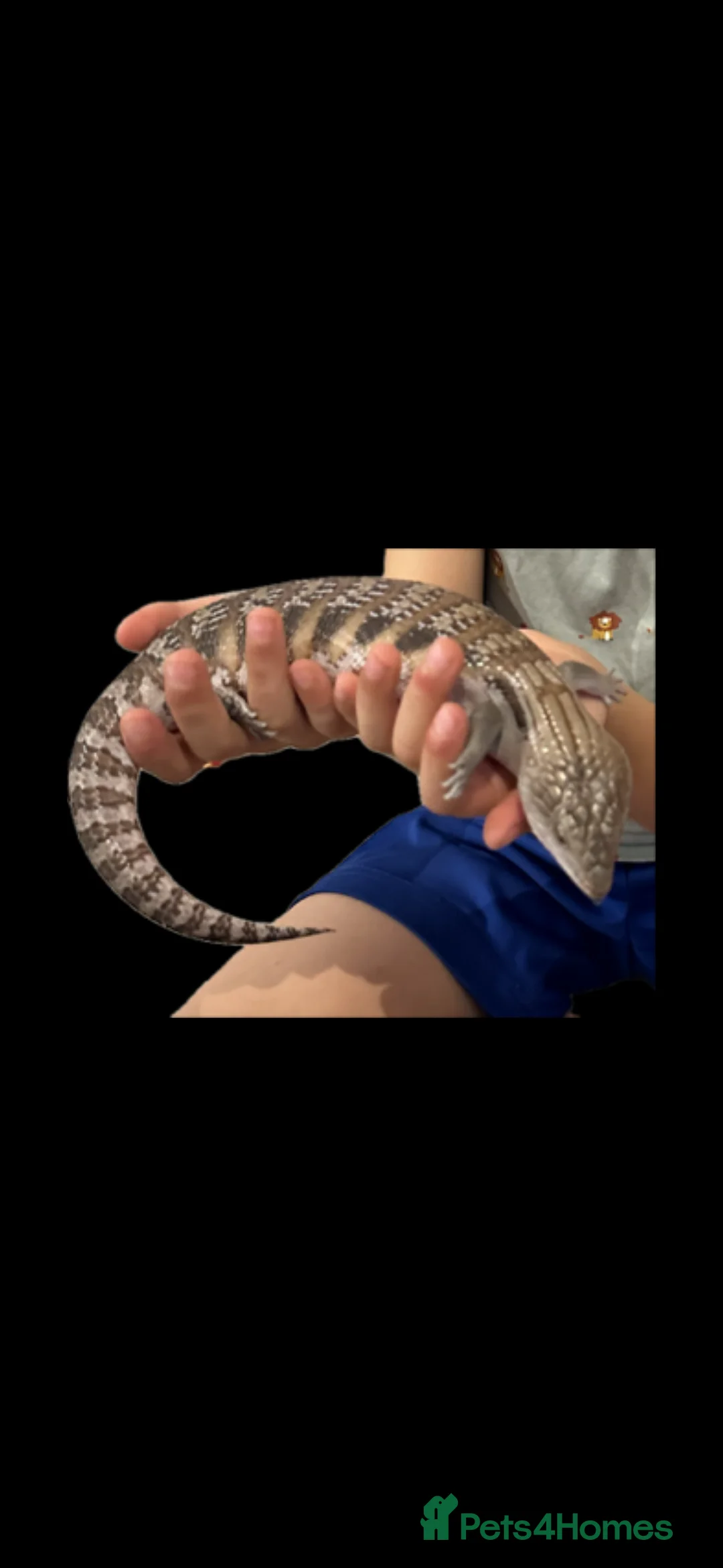 Skink reptiles for sale: Blue tongue skink - Advert 1