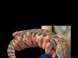 Skink reptiles Blue tongue skink - Advert 13