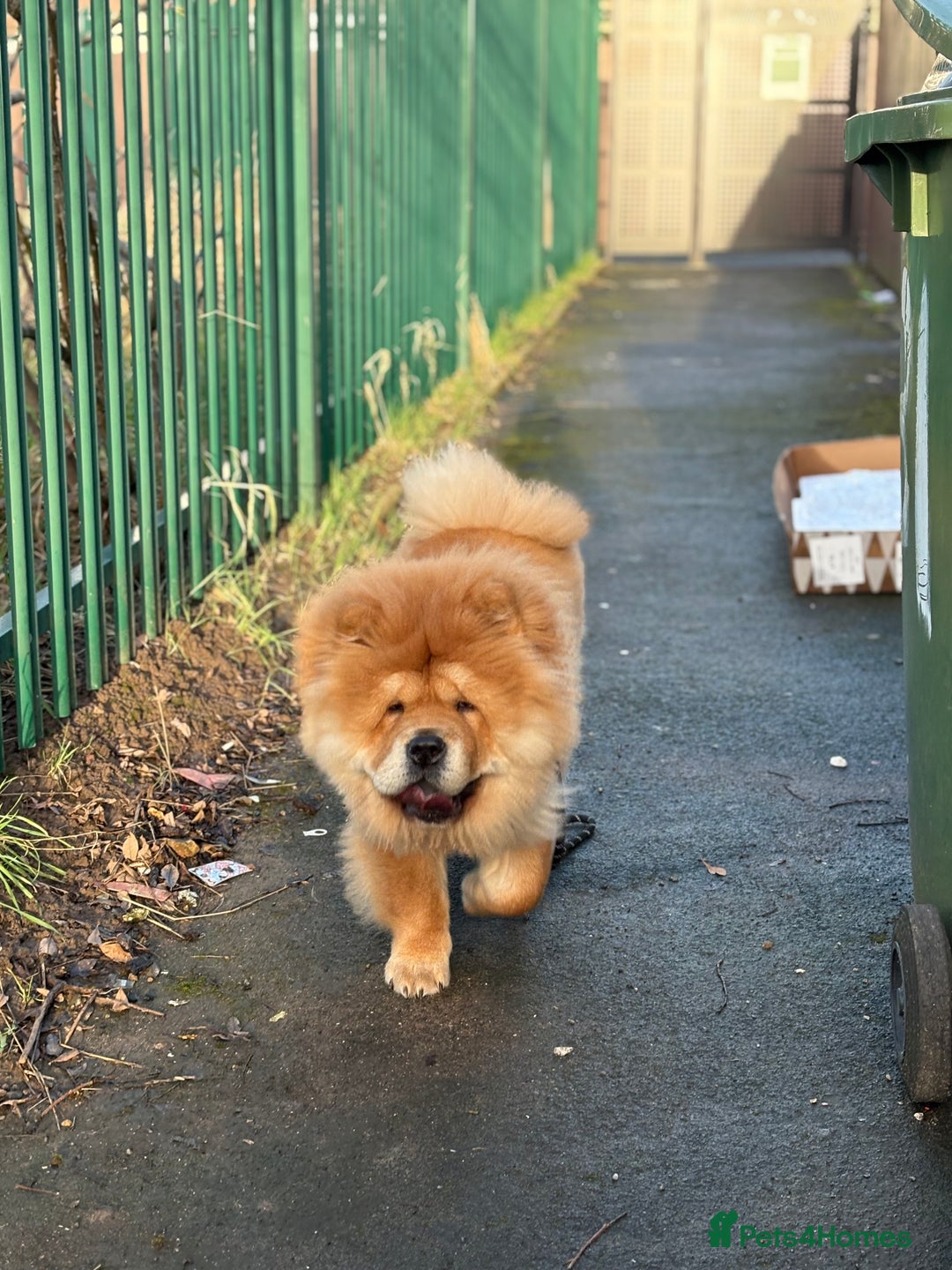 Chow Chow dogs for stud: 🐾 Simba – The Ultimate Cinnamon Teddy Bear! 🏆 - Image 12