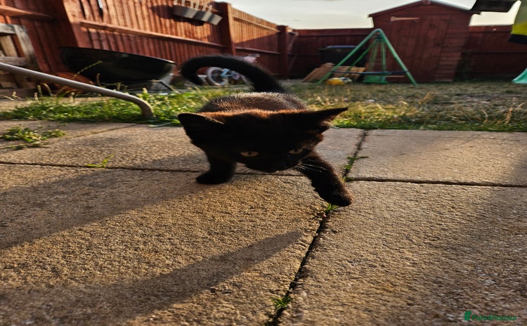 Mixed Breed cats - Advert 14