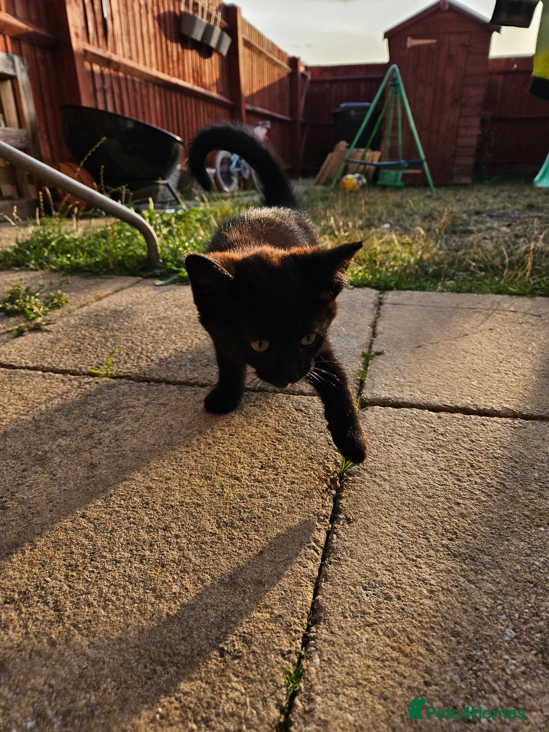 Mixed Breed cats for sale: 2 kittens to give away - Image 1