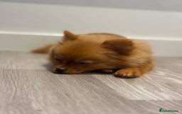 Pomeranian dogs for sale: Beautiful 6-Month-Old Pomeranian Girl for Sale  - Image 11