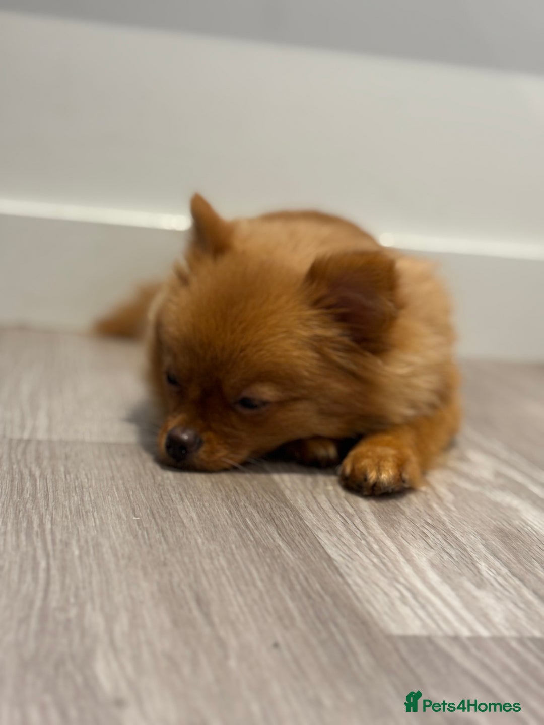 Pomeranian dogs for sale: Beautiful 6-Month-Old Pomeranian Girl for Sale  - Image 11