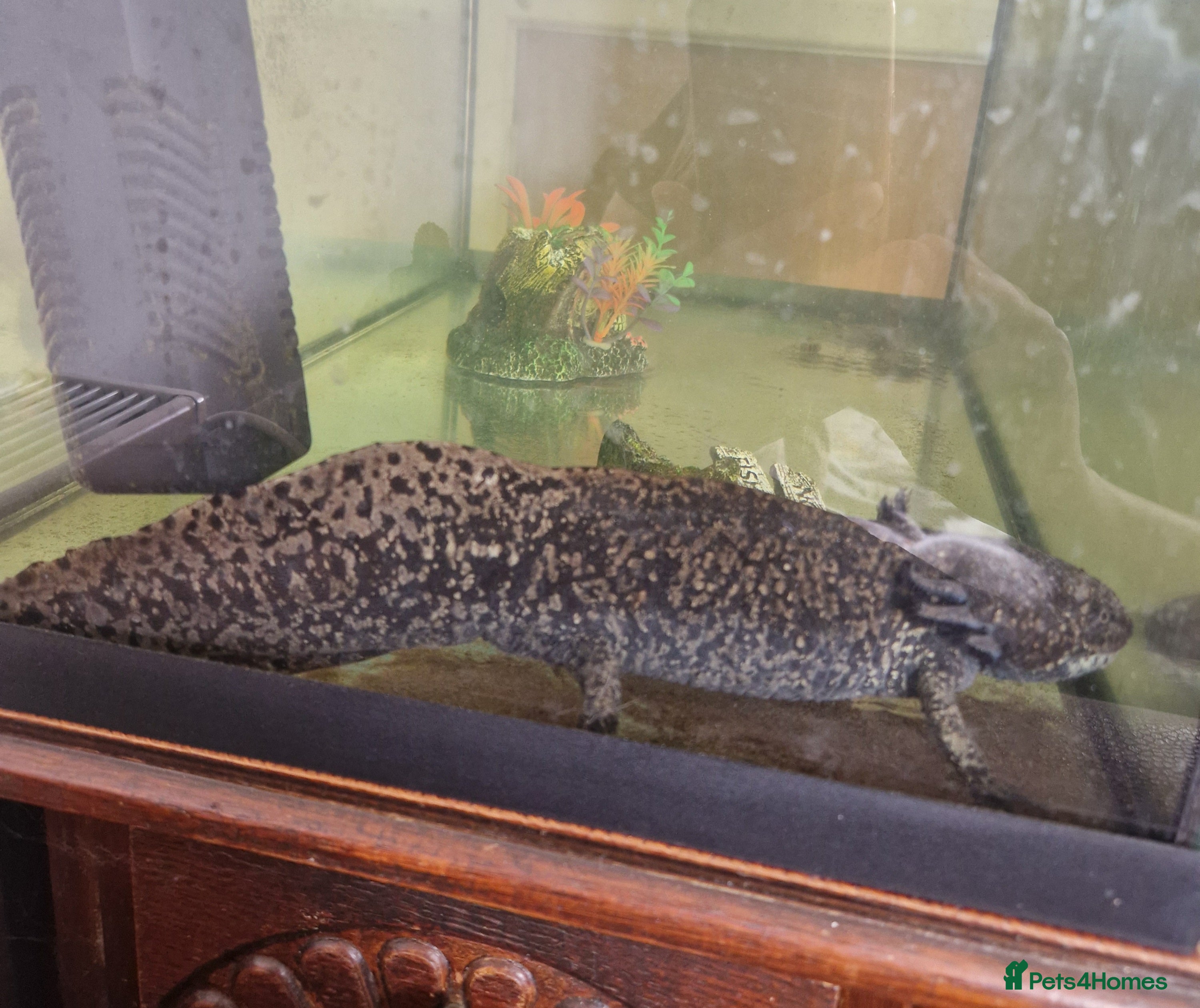 Axolotl reptiles Axolotl for rehoming including tank - Advert 2