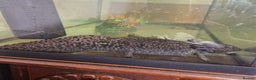 Axolotl reptiles for sale: Axolotl for rehoming including tank - Advert 1