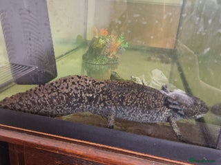 Axolotl reptiles - Advert 19