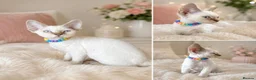 Devon Rex cats for sale: READY NOW 3 stunning Devon Rex Boys Available GCCF - Advert 14