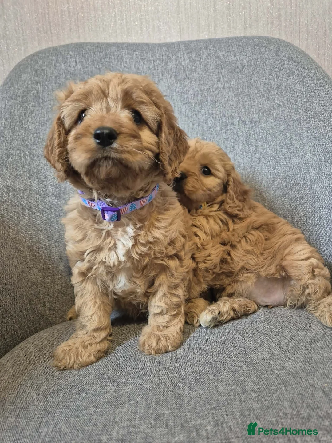 Cavapoo dogs for sale: Cavapoo in Dundee - Advert 6