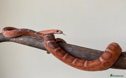 Corn Snake reptiles for sale: Scaless corn snakes  - Image 6