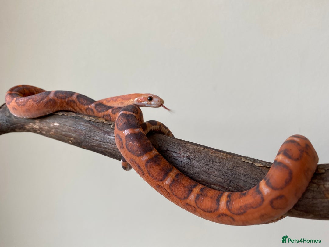 Corn Snake reptiles for sale: Scaless corn snakes  - Image 6