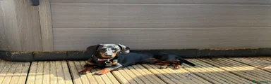 Nico / Miniature Dachshund (Male)
