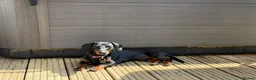 Miniature Dachshund dogs for sale: MALE Miniture Dachshund - Advert 5