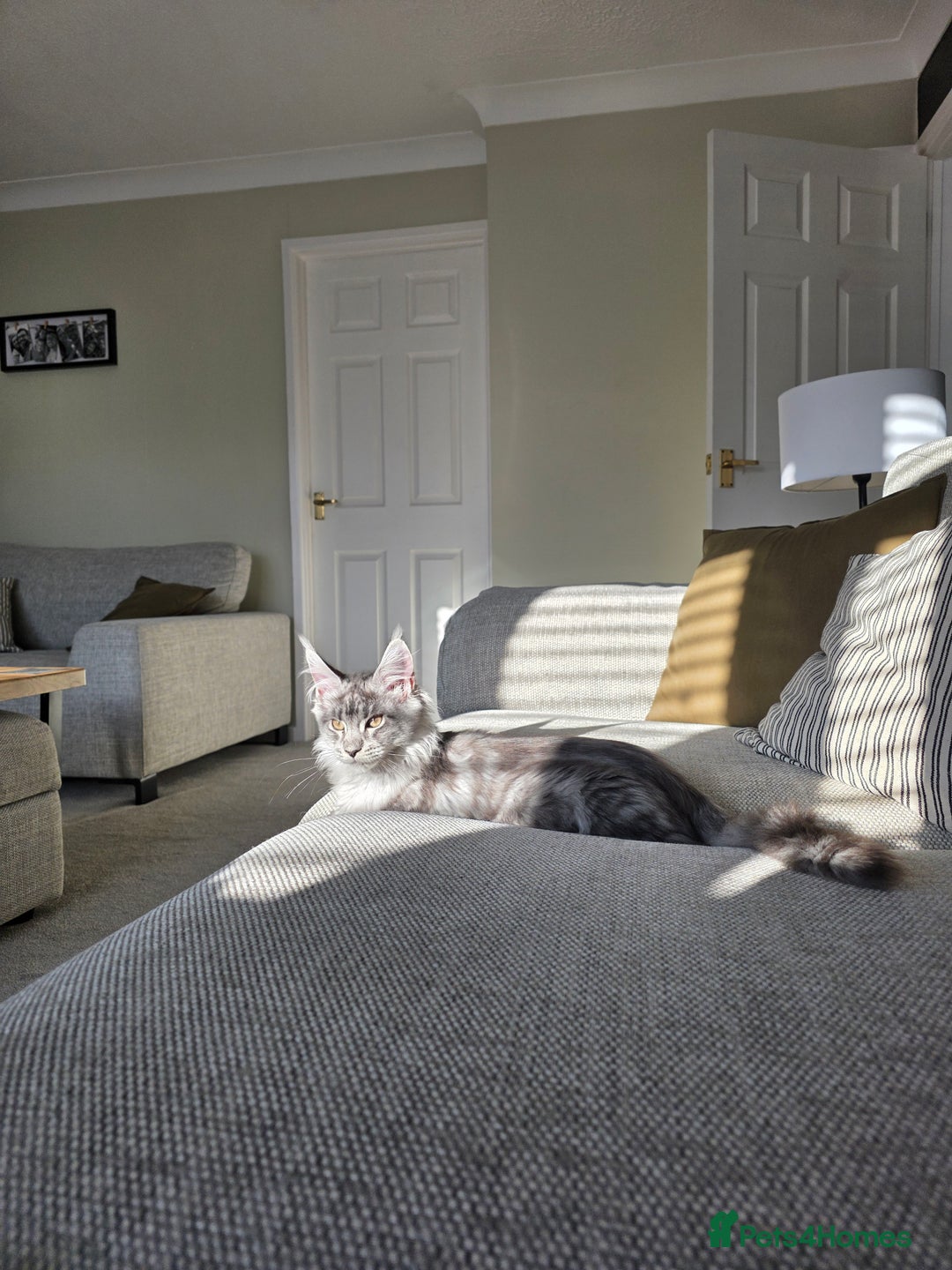 Maine Coon cats for sale: Maine Coon Kitten - Image 5