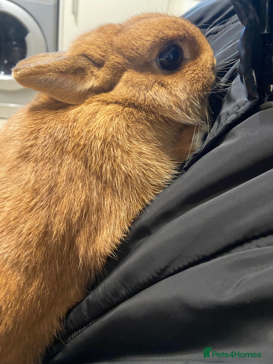 Netherland Dwarf rabbits for sale: Beautiful female Netherland dwarf rabbit  - Advert 4