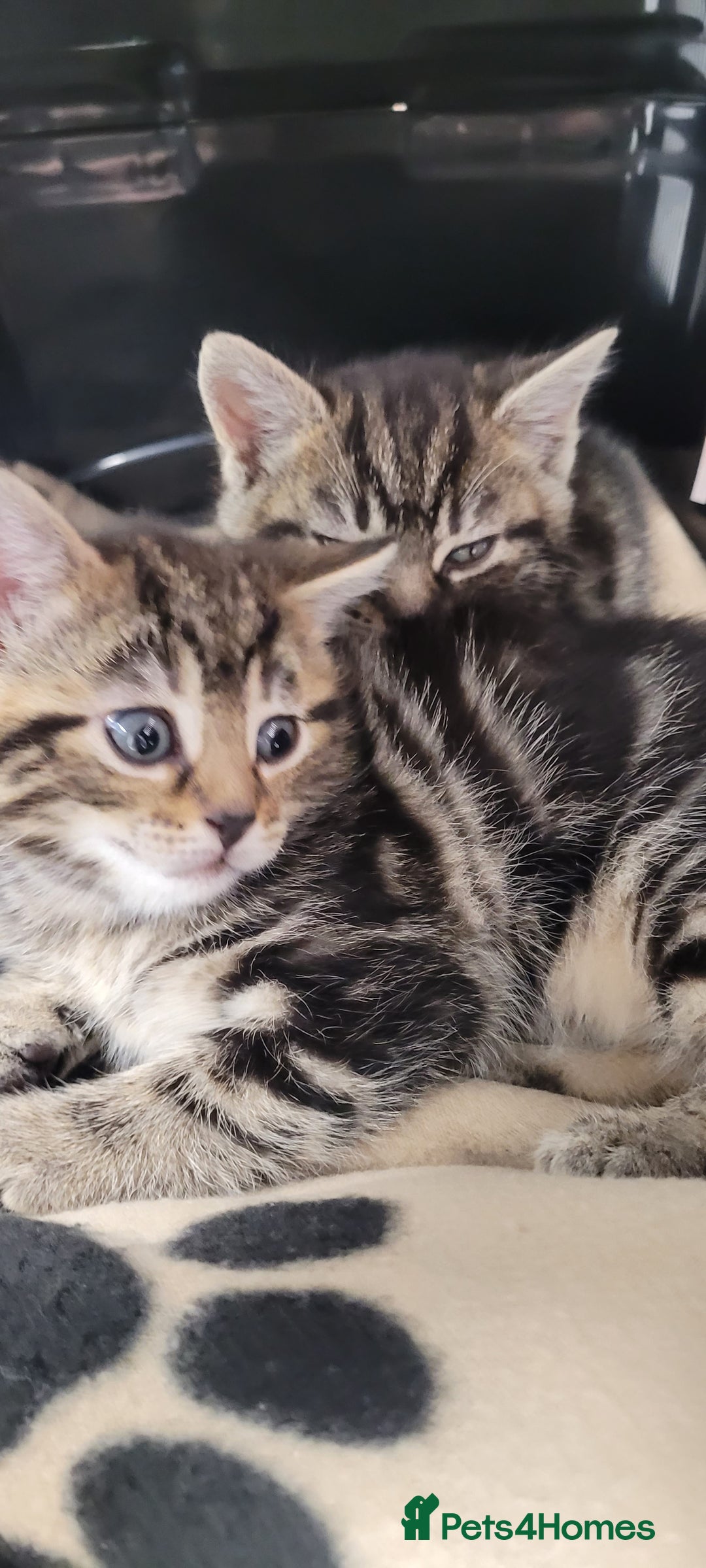 Domestic Shorthair cats for sale: Boy and girl adorable playful kittenns - Advert 13