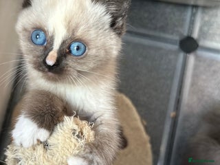 British Shorthair cats TICA Active BSH Colourpoint Kittens - Advert 1